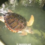 Sea Turtle Farm Bentota