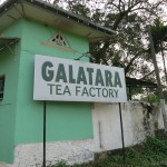 Teefabrik-SriLanka02