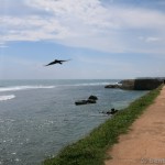 Fort Galle 36